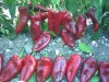Asgen Postal Kapya Biber Tohumu 500 Gr